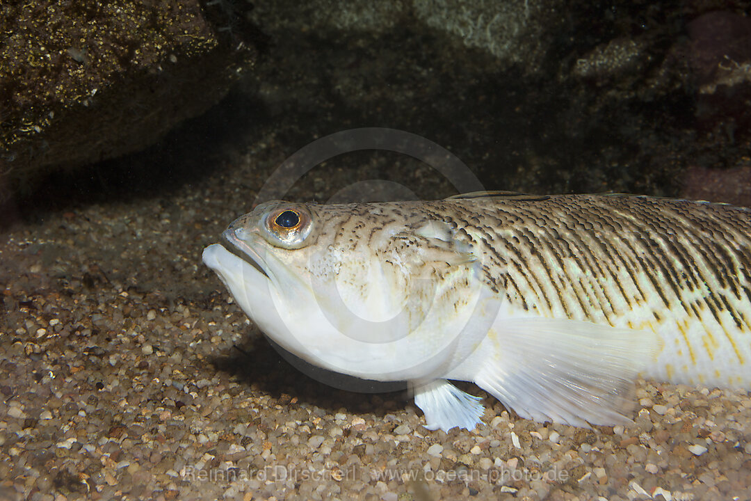 Buntes Petermaennchen, Trachinus draco, Sardinien, Mittelmeer, Italien