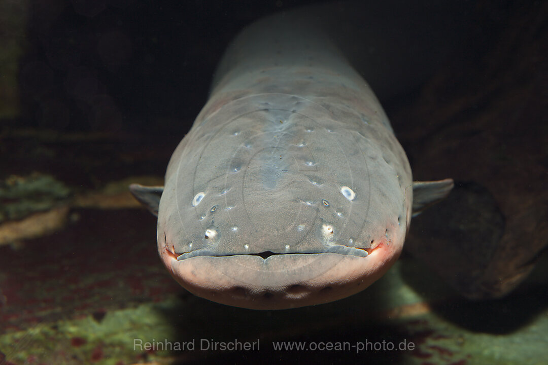 Electric Eel, Electrophorus electricus, n/a, Venezuela