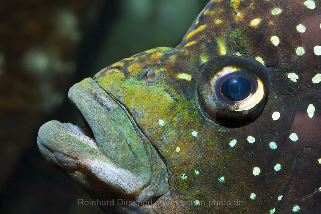 Marakeli-Buntbarsch, Paratilapia polleni, n/a, Madagaskar