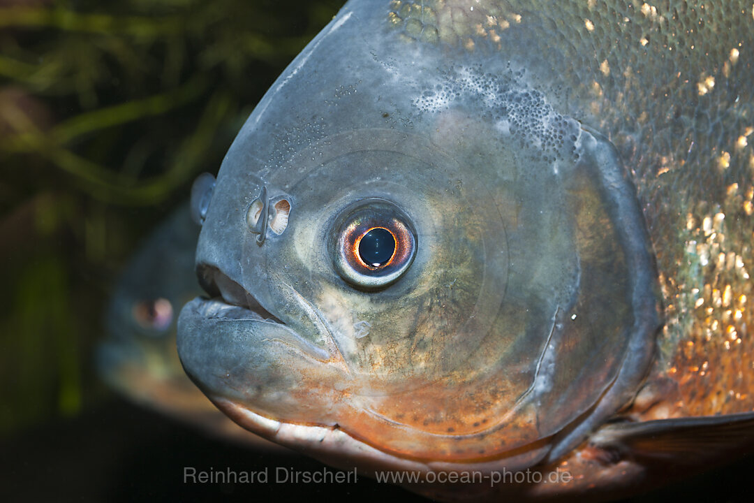 Roter Piranha