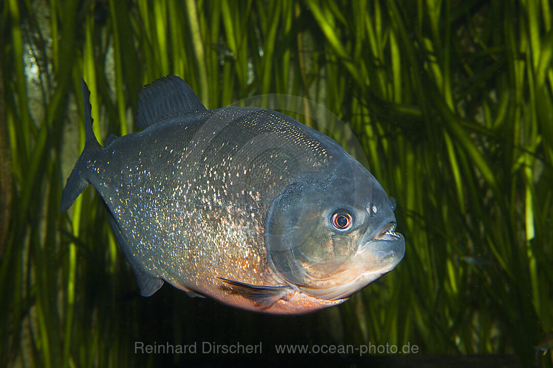 Roter Piranha