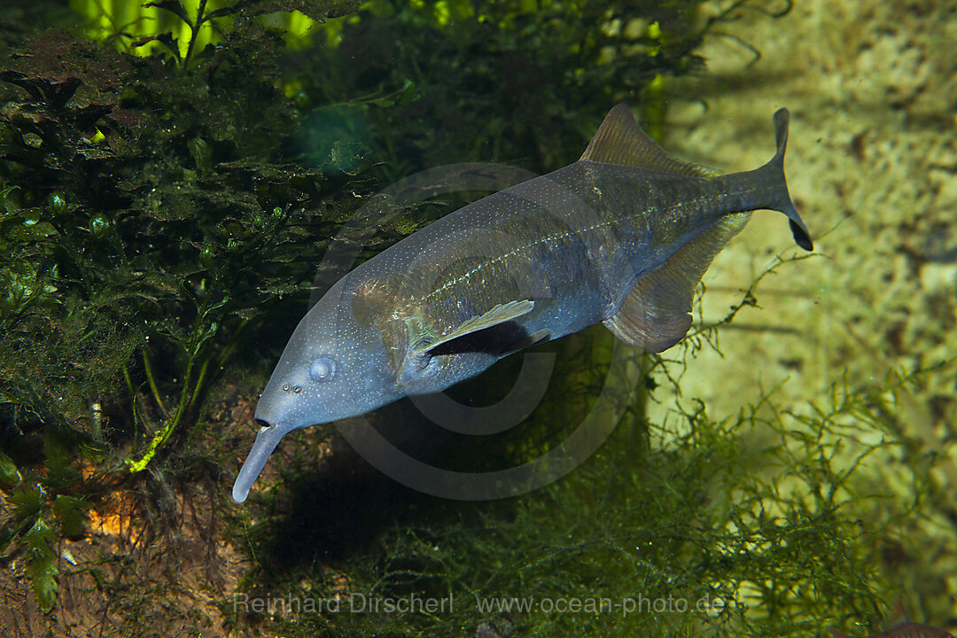 Tapirfisch, Gnathonemus petersii, n/a, Kongo