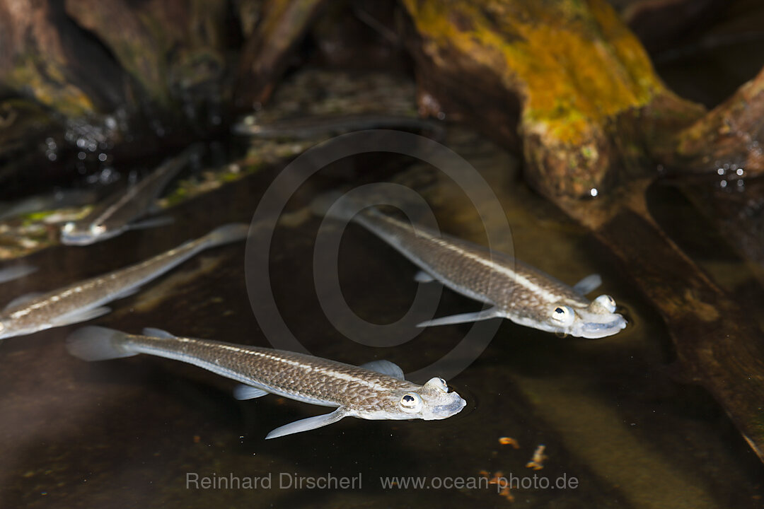 Four-eyed Fish