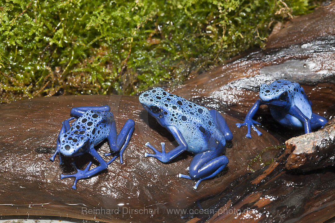 Blauer Pfeilgiftfrosch, Dendrobates tinctorius azureus, n/a, Surinam