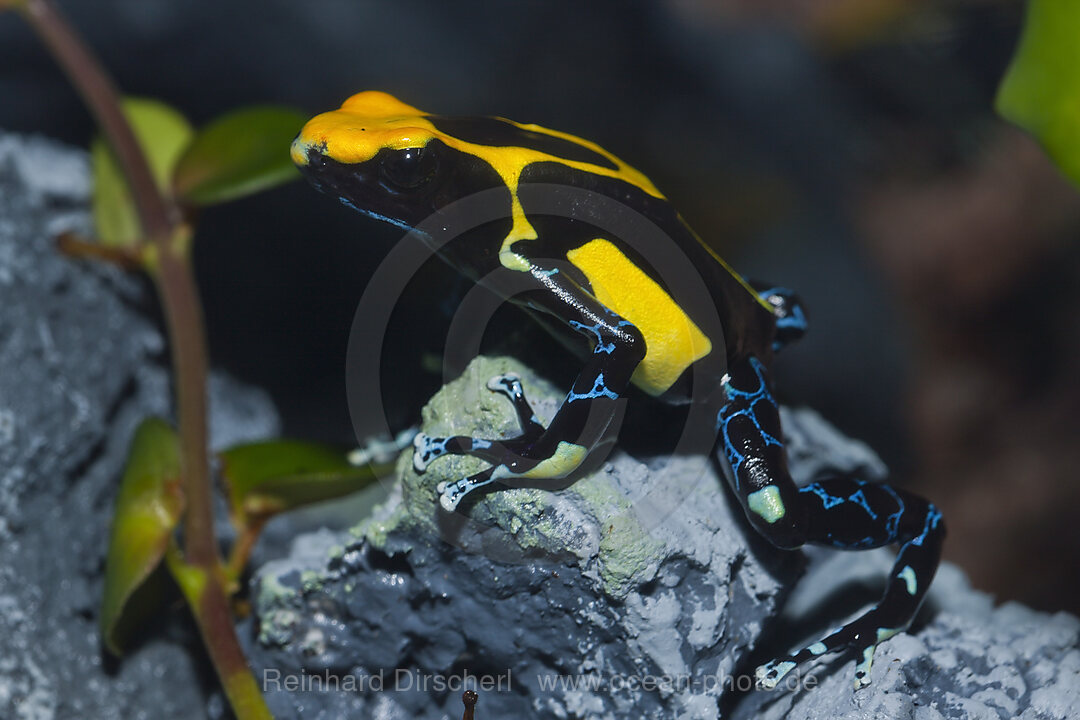 Gelbschwarzer Faerberfrosch