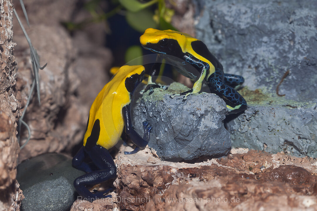 Gelbschwarzer Faerberfrosch