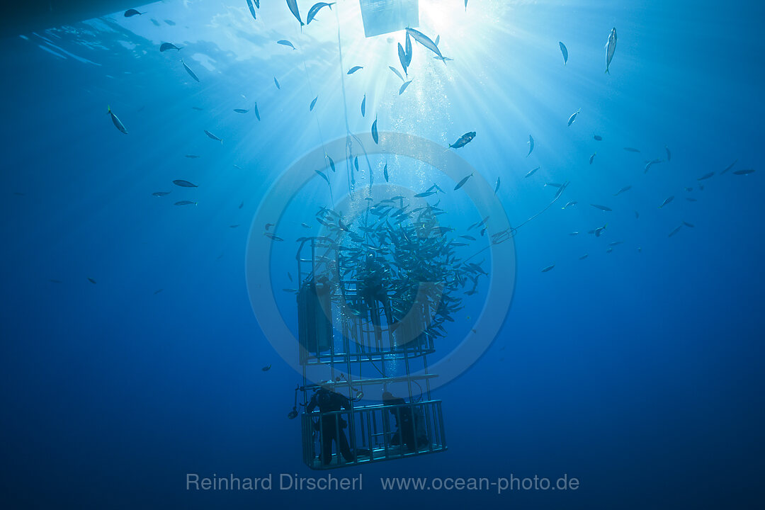 Kaefigtauchen mit dem Weissen Hai, n/a, Guadalupe Island, Mexiko