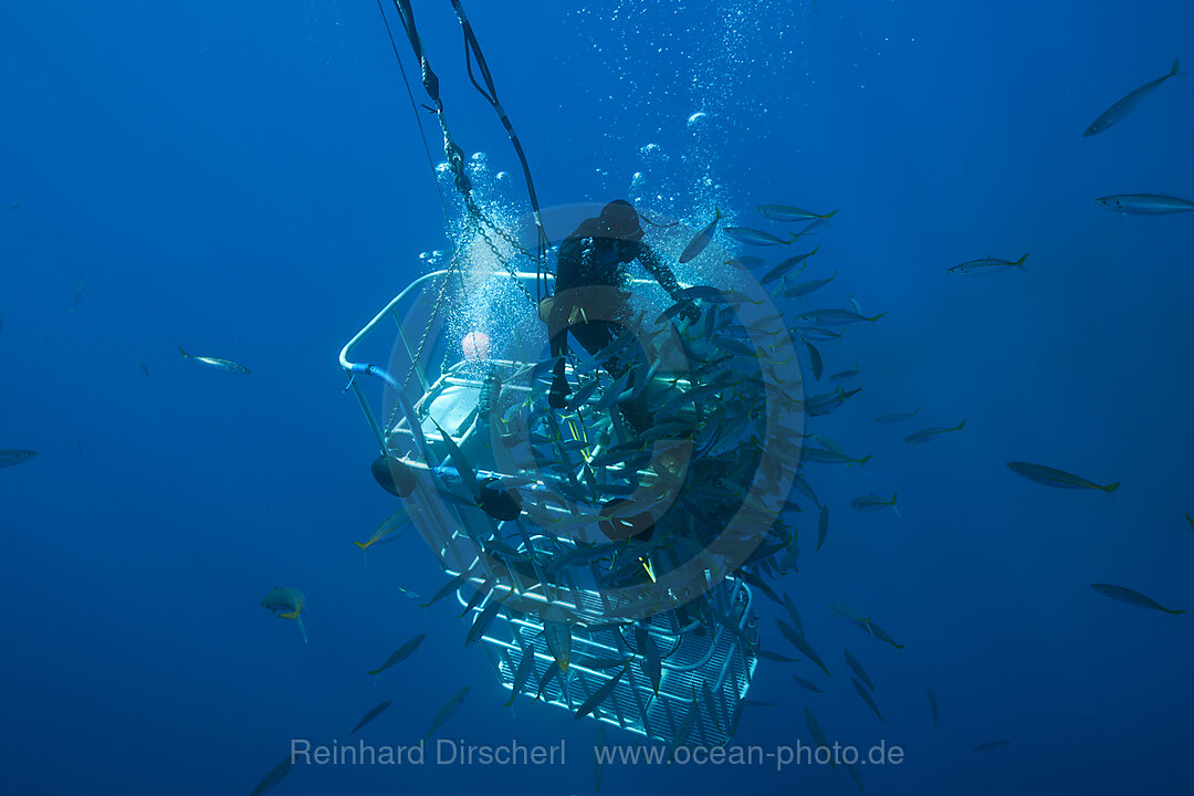 Kaefigtauchen mit dem Weissen Hai, n/a, Guadalupe Island, Mexiko