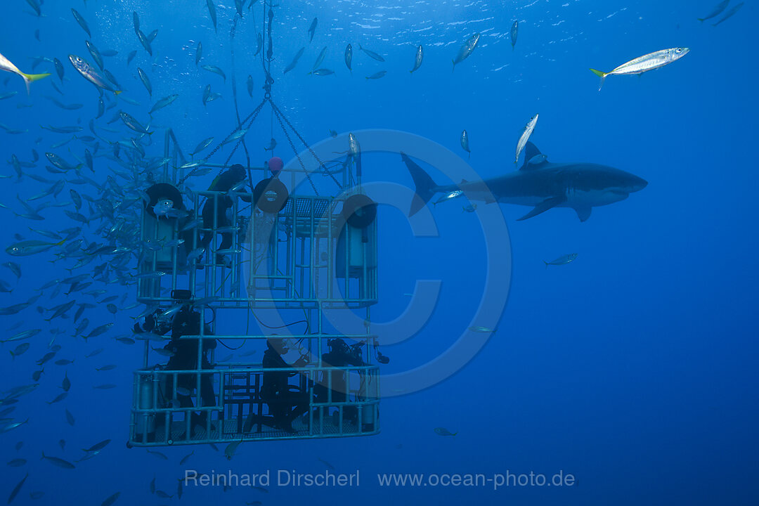 Kaefigtauchen mit dem Weissen Hai, Carcharodon carcharias, Guadalupe Island, Mexiko