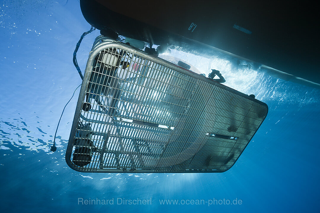 Great White Shark Cage Diving