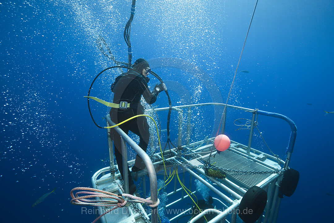 Kaefigtauchen mit dem Weissen Hai, n/a, Guadalupe Island, Mexiko