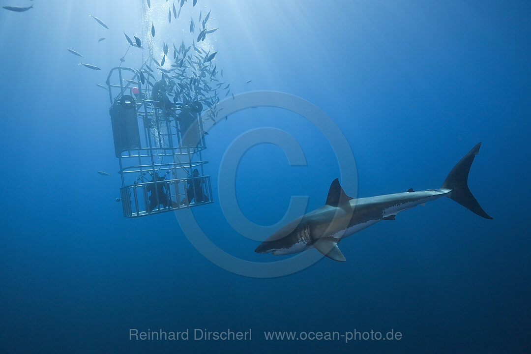 Kaefigtauchen mit dem Weissen Hai, Carcharodon carcharias, Guadalupe Island, Mexiko