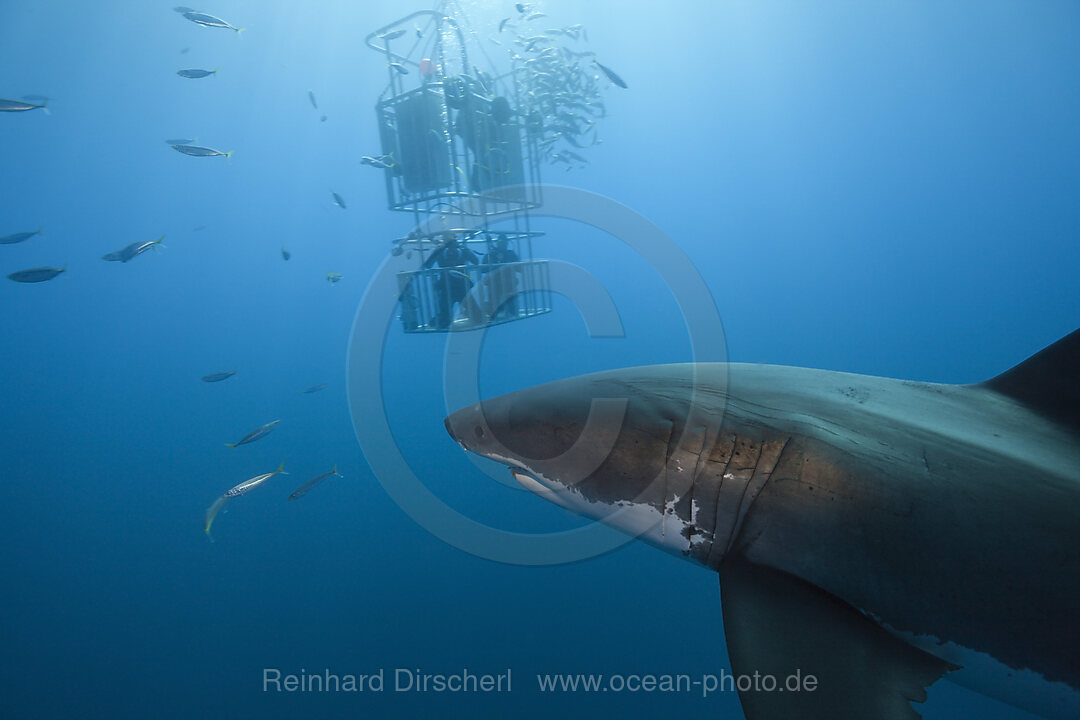 Kaefigtauchen mit dem Weissen Hai, Carcharodon carcharias, Guadalupe Island, Mexiko