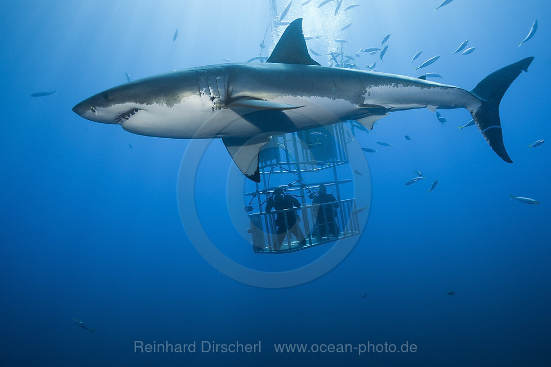 Kaefigtauchen mit dem Weissen Hai, Carcharodon carcharias, Guadalupe Island, Mexiko