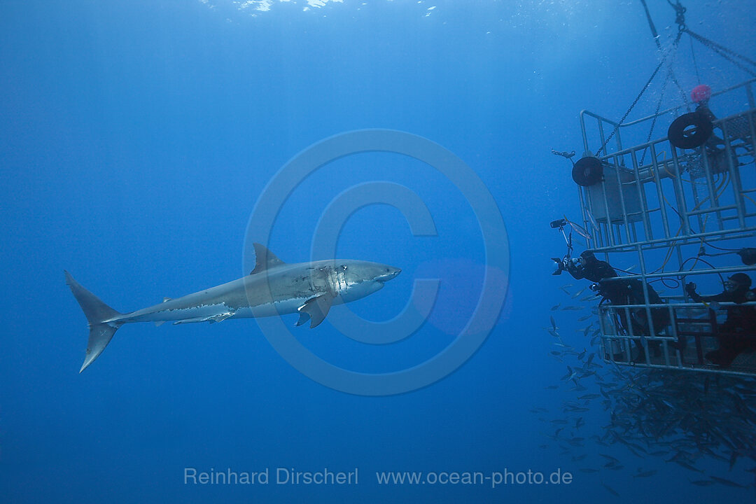 Great White Shark Cage Diving, Carcharodon carcharias, Guadalupe Island, Mexico