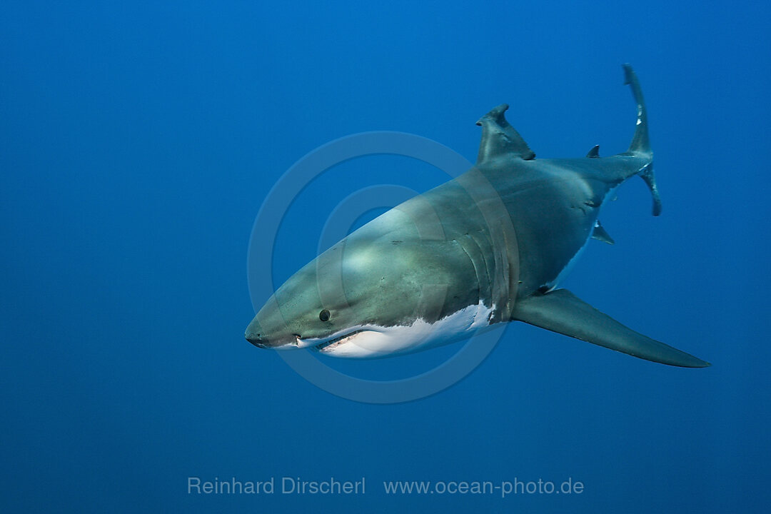 Great White Shark, Carcharodon carcharias, Guadalupe Island, Mexico