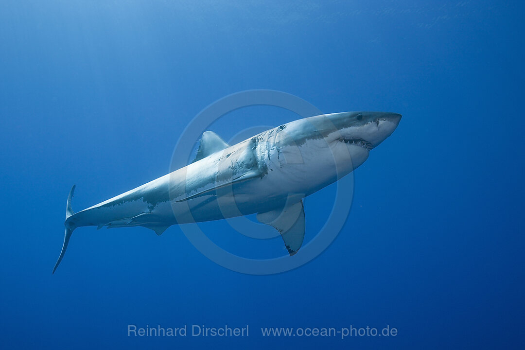 Great White Shark, Carcharodon carcharias, Guadalupe Island, Mexico