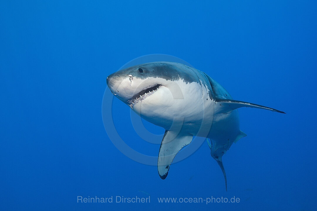 Grosser Weisser Hai, Carcharodon carcharias, Guadalupe Island, Mexiko