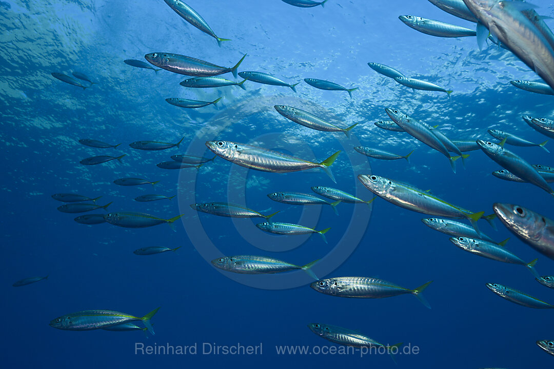 Pacific Jack Mackerels, Trachurus symmetricus, Guadalupe Island, Mexico