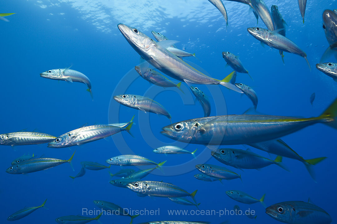 Pazifische Stachelmakrelen, Trachurus symmetricus, Guadalupe Island, Mexiko