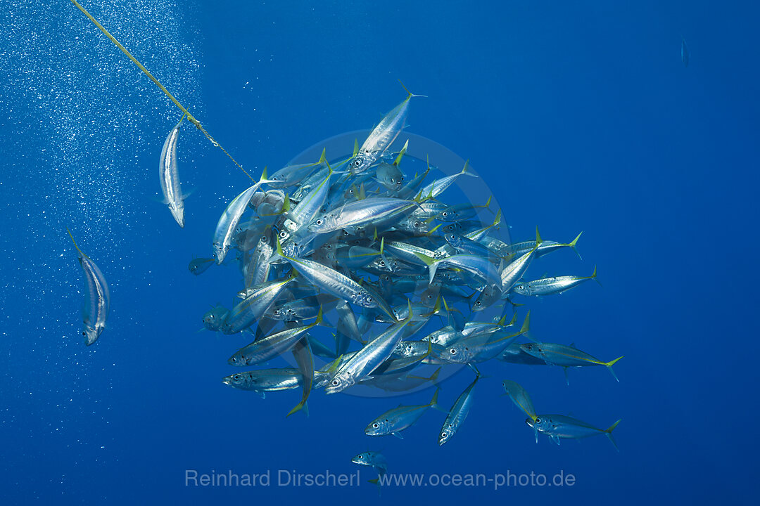 Pacific Jack Mackerels, Trachurus symmetricus, Guadalupe Island, Mexico