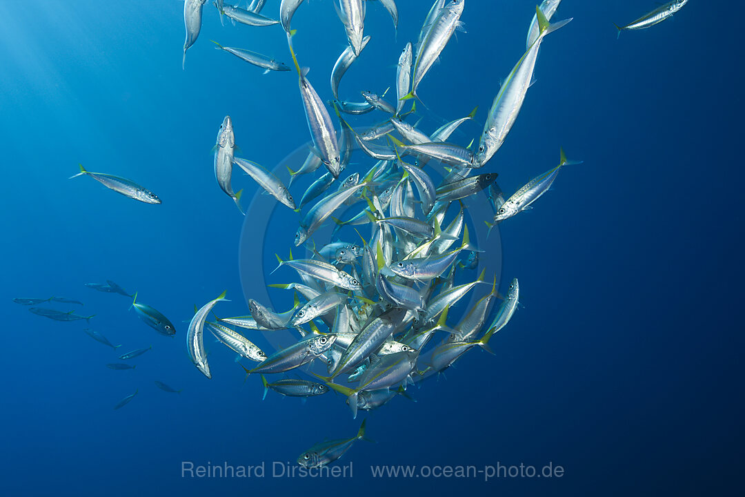 Pacific Jack Mackerels, Trachurus symmetricus, Guadalupe Island, Mexico