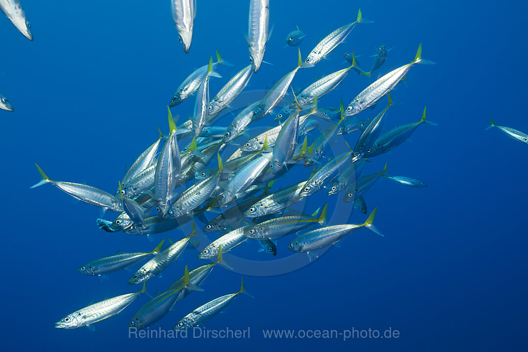 Pacific Jack Mackerels, Trachurus symmetricus, Guadalupe Island, Mexico