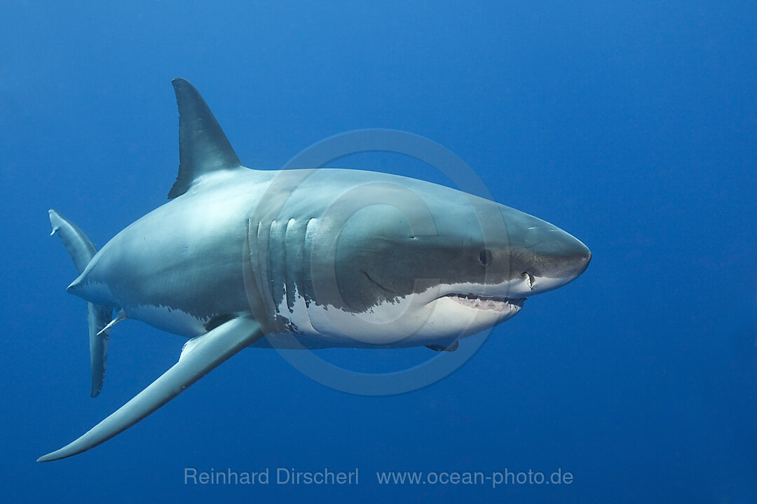 Great White Shark, Carcharodon carcharias, Guadalupe Island, Mexico