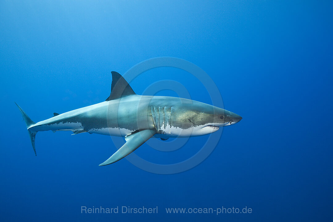 Great White Shark, Carcharodon carcharias, Guadalupe Island, Mexico