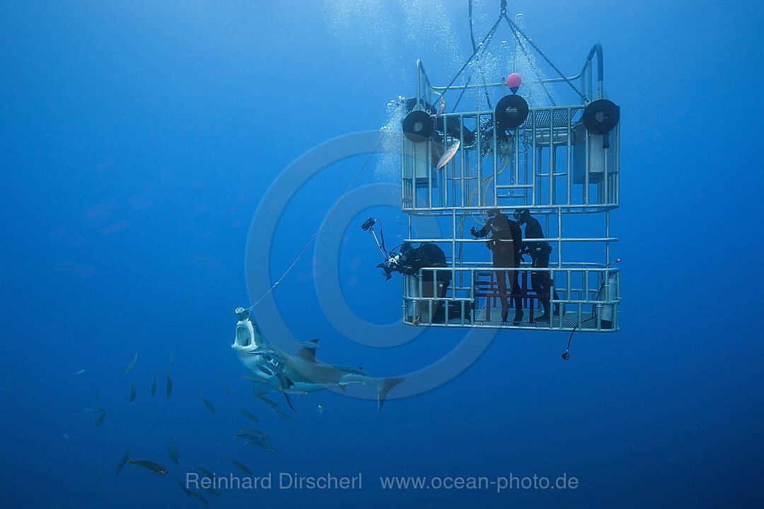 Kaefigtauchen mit dem Weissen Hai, Carcharodon carcharias, Guadalupe Island, Mexiko