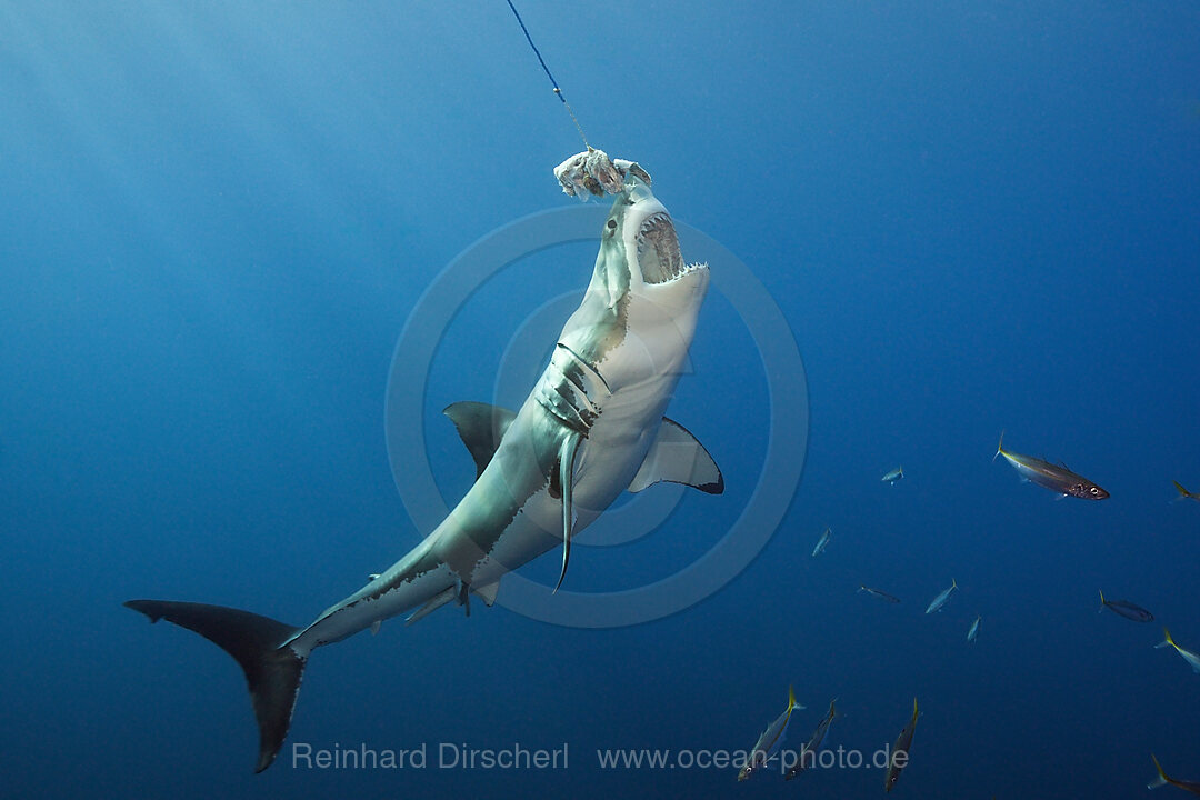 Great White Shark, Carcharodon carcharias, Guadalupe Island, Mexico