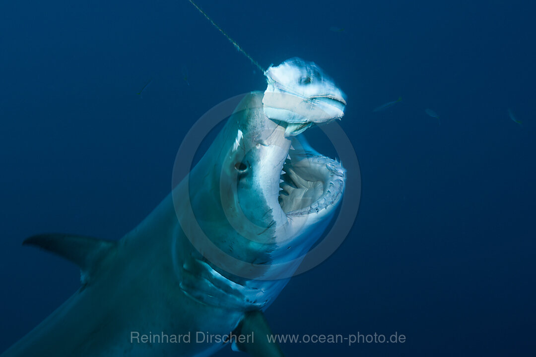 Great White Shark