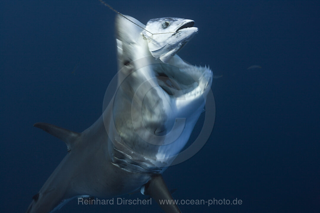 Great White Shark, Carcharodon carcharias, Guadalupe Island, Mexico