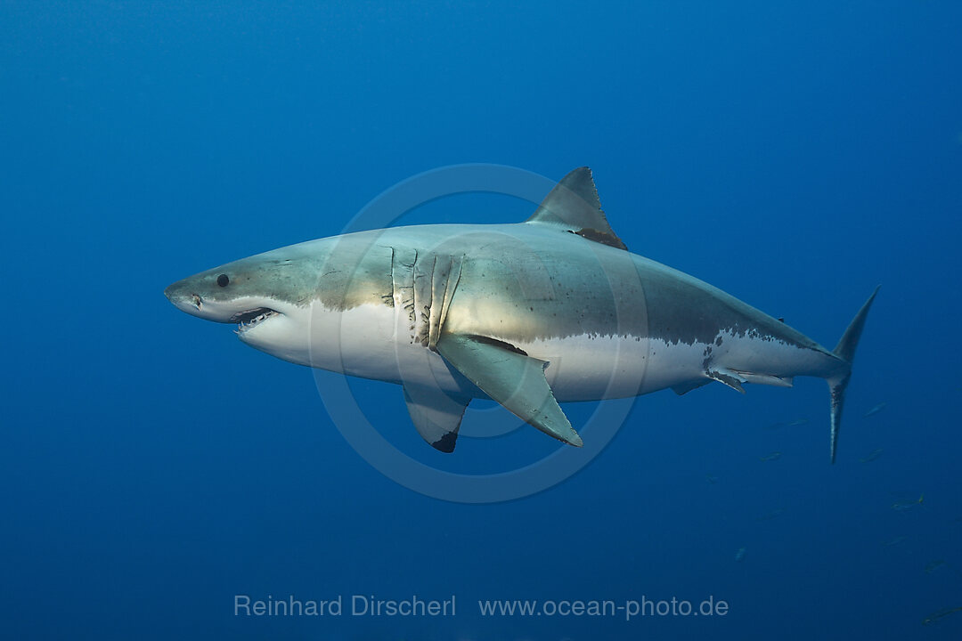 Great White Shark, Carcharodon carcharias, Guadalupe Island, Mexico