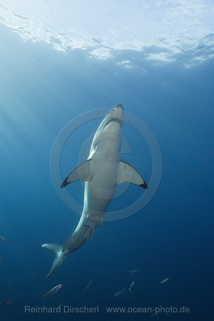 Great White Shark, Carcharodon carcharias, Guadalupe Island, Mexico