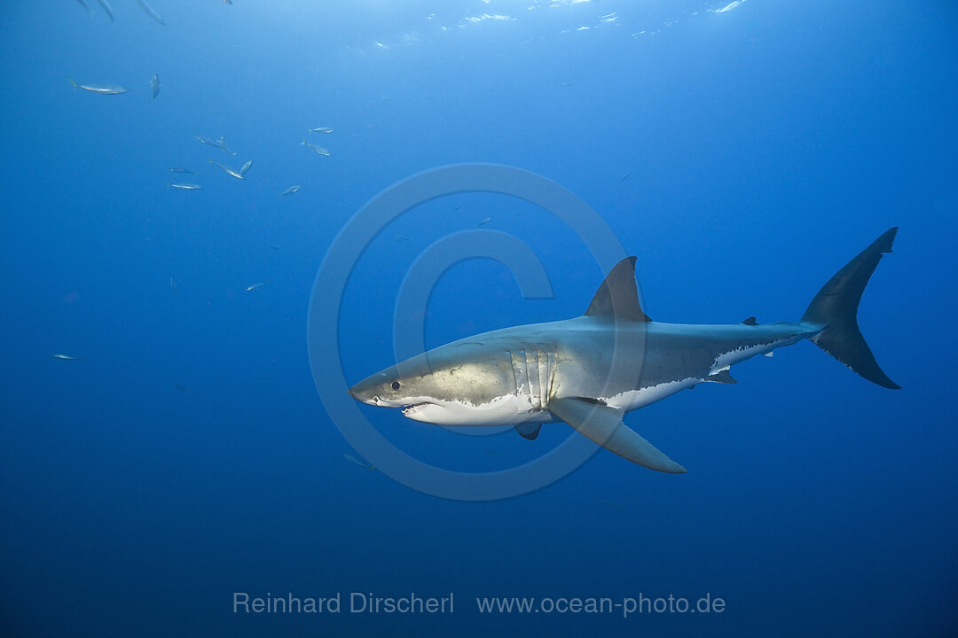 Great White Shark, Carcharodon carcharias, Guadalupe Island, Mexico