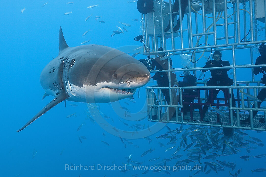 Kaefigtauchen mit dem Weissen Hai, Carcharodon carcharias, Guadalupe Island, Mexiko