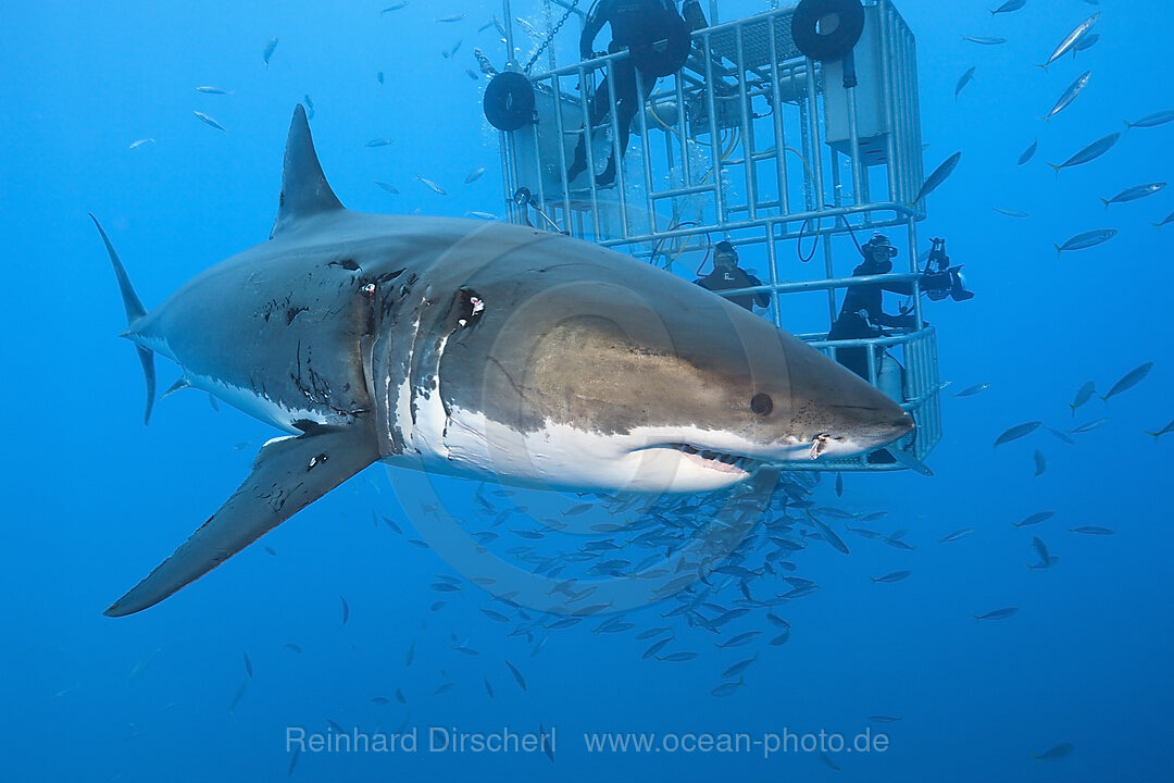 Great White Shark Cage Diving, Carcharodon carcharias, Guadalupe Island, Mexico