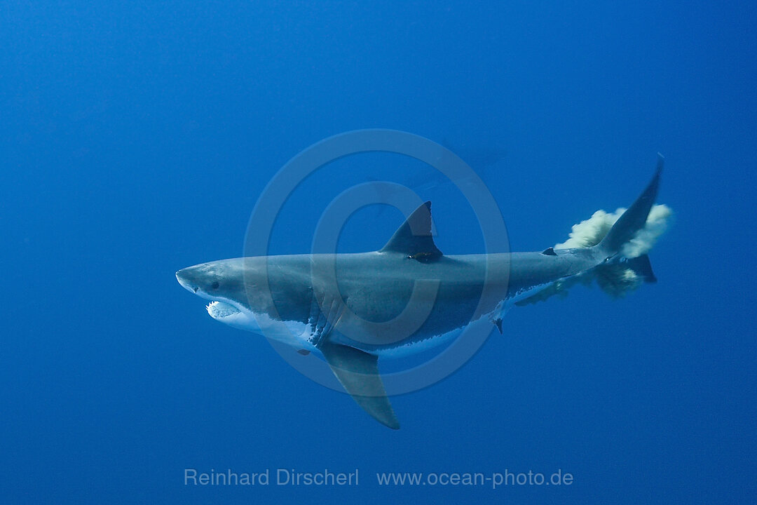 Great White Shark, Carcharodon carcharias, Guadalupe Island, Mexico