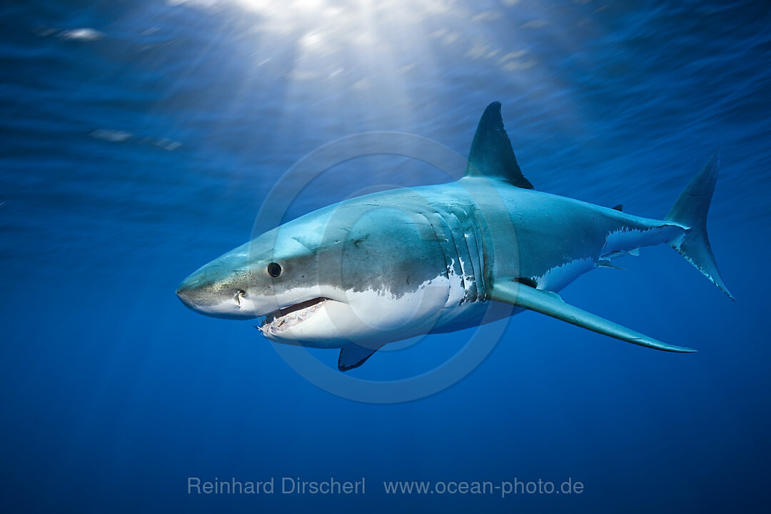 Great White Shark, Carcharodon carcharias, Guadalupe Island, Mexico