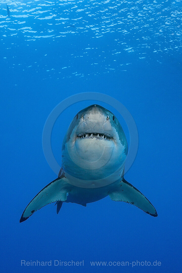 Grosser Weisser Hai, Carcharodon carcharias, Guadalupe Island, Mexiko