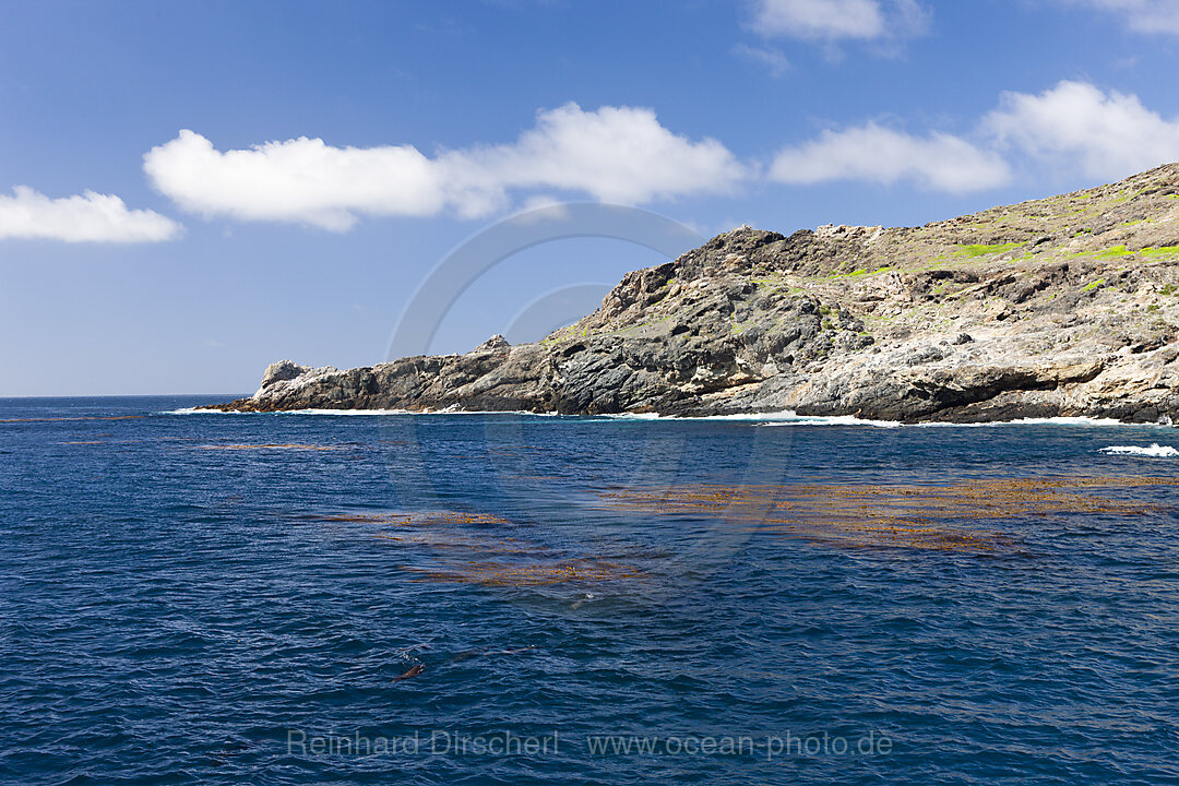 Kelp at Coast of San Benito, n/a, San Benito Island, Mexico