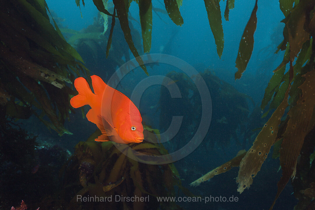 Garibaldi Fish in Kelp forest, Hypsypops rubicundus, San Benito Island, Mexico