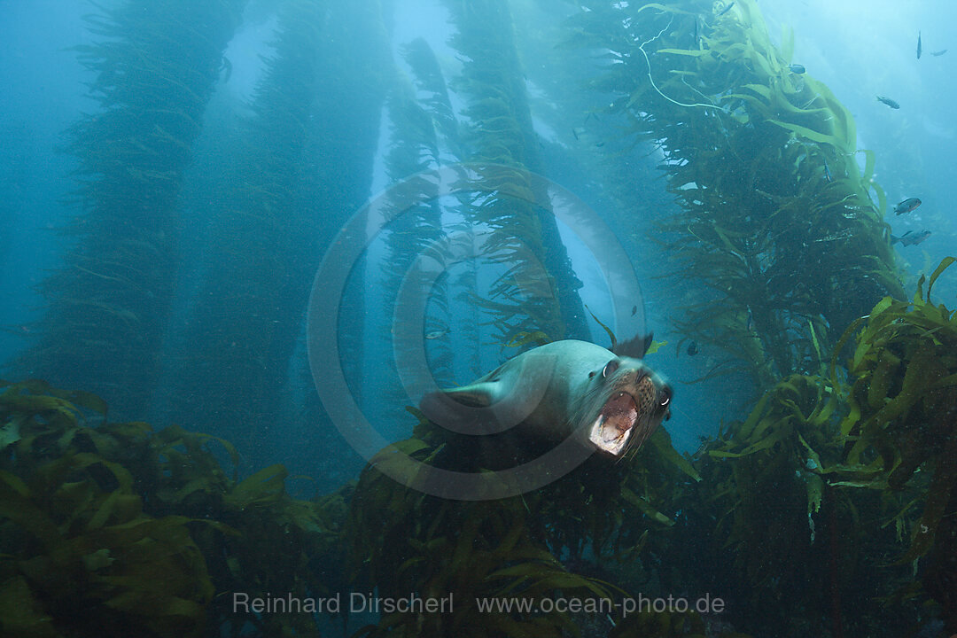 California Sea Lion in Kelp Forest, Zalophus californianus, San Benito Island, Mexico