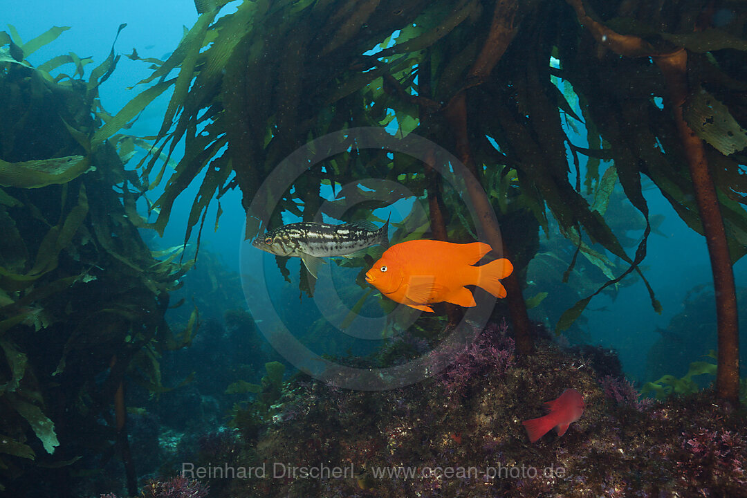 Garibaldi Fish in Kelp forest, Hypsypops rubicundus, San Benito Island, Mexico