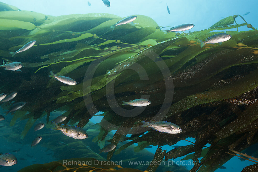 Blacksmith Damselfish in Kelp, Chromis punctipinnis, San Benito Island, Mexico