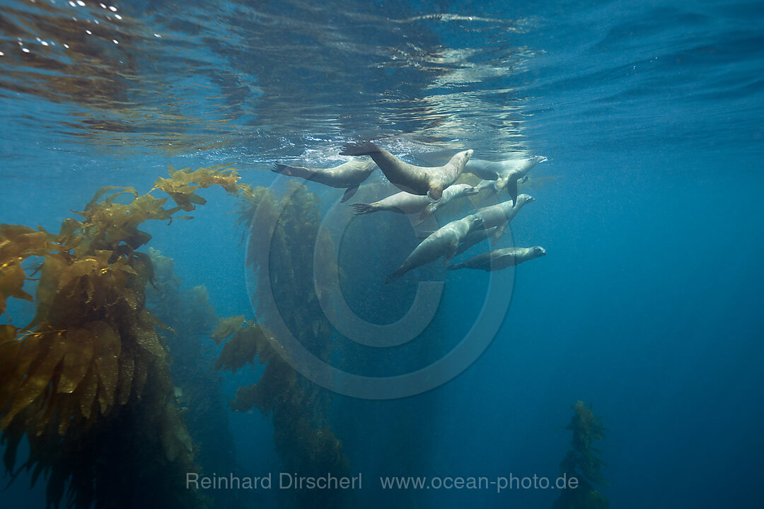 Kalifornische Seeloewen, Zalophus californianus, San Benito Island, Mexiko