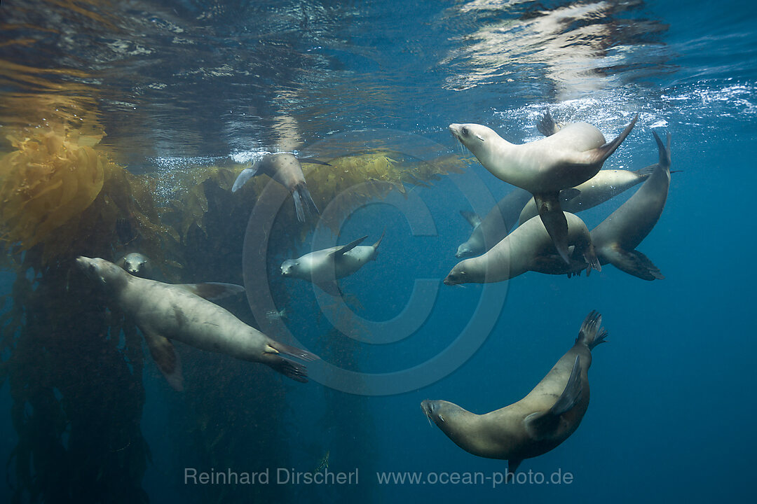 California Sea Lion