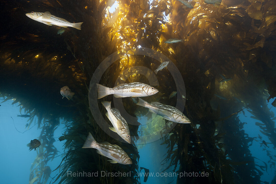 Kelp Bass Saegebarsch, Paralabrax clathratus, San Benito Island, Mexiko