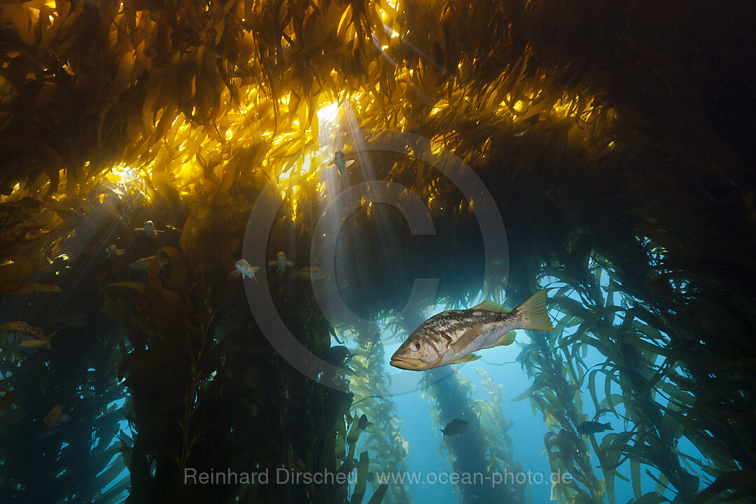 Kelp Bass Saegebarsch, Paralabrax clathratus, San Benito Island, Mexiko